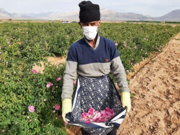 برداشت گل محمدی در مجن شاهرود