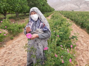 برداشت گل محمدی در مجن شاهرود