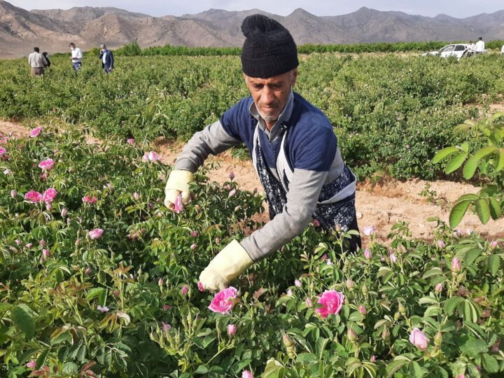 گل محمدی؛ ظرفیتی کم‌آب‌بر با سهم روزافزون در اقتصاد آذربایجان‌غربی