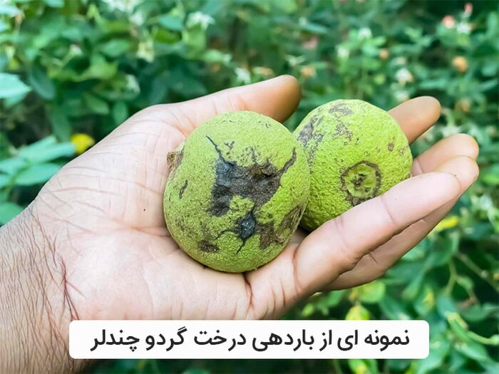 بهترین گردو برای کاشت چه نهالی است؟