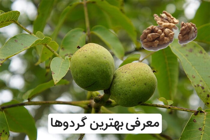 بهترین گردو برای کاشت چه نهالی است؟