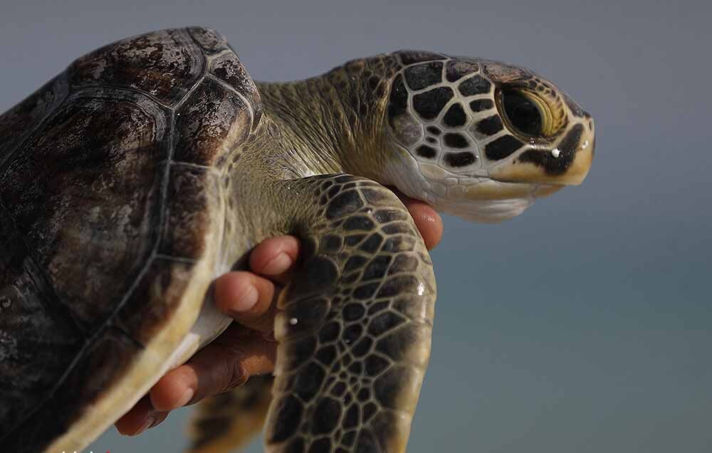 آزادی یک لاک‌پشت پس از چهار سال دوری از دریا