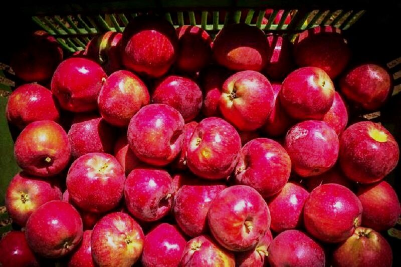 روزانه ۵۰۰ تن سیب از آذربایجان غربی صادر می‌شود