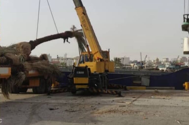 یک هزار تن اصله نخل از گناوه به کویت صادر شد