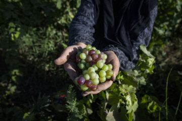 برداشت غوره در شهرستان کارون