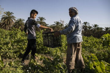 برداشت غوره در شهرستان کارون