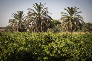 برداشت غوره در شهرستان کارون
