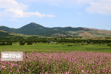 Naturaleza primaveral en el bosque Fandoqlu en Ardebil
