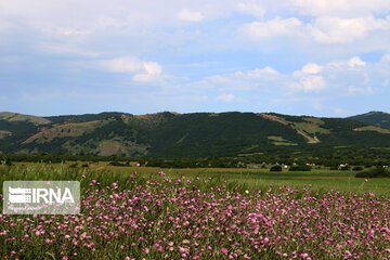 Naturaleza primaveral en el bosque Fandoqlu en Ardebil
