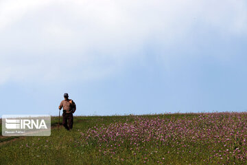 Naturaleza primaveral en el bosque Fandoqlu en Ardebil
