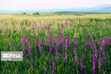 Naturaleza primaveral en el bosque Fandoqlu en Ardebil
