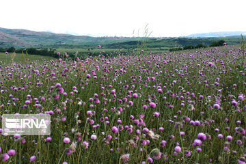 Naturaleza primaveral en el bosque Fandoqlu en Ardebil
