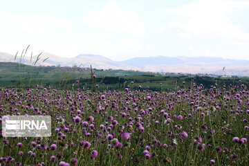 Naturaleza primaveral en el bosque Fandoqlu en Ardebil
