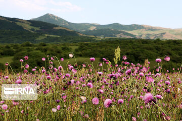 Naturaleza primaveral en el bosque Fandoqlu en Ardebil
