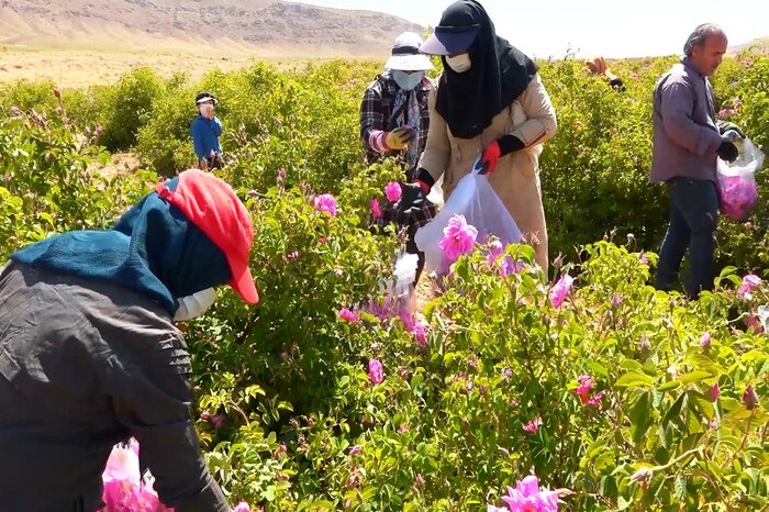 ۹۰۰ تن گل محمدی در لرستان تولید می‌شود
