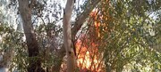 آتش سوزی گسترده در جنگل‌های سوم شعبان دزفول 