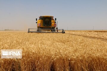 پیش‌بینی تولید گندم از مزارع شرق استان سمنان ۵۹ هزار تن است