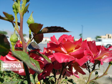 Le printemps dans les boulevards de Hamedan