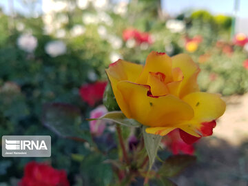 Le printemps dans les boulevards de Hamedan