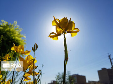 Le printemps dans les boulevards de Hamedan