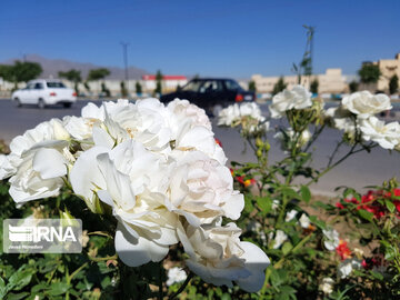 Le printemps dans les boulevards de Hamedan