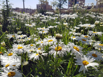 Le printemps dans les boulevards de Hamedan