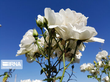 Le printemps dans les boulevards de Hamedan