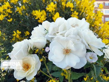 Le printemps dans les boulevards de Hamedan