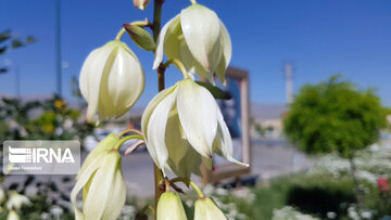 Le printemps dans les boulevards de Hamedan