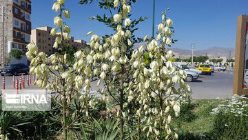 Le printemps dans les boulevards de Hamedan