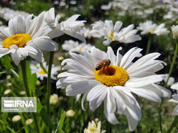 Le printemps dans les boulevards de Hamedan