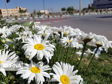 Le printemps dans les boulevards de Hamedan