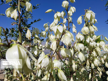 Le printemps dans les boulevards de Hamedan