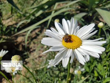 Le printemps dans les boulevards de Hamedan