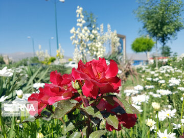 Le printemps dans les boulevards de Hamedan