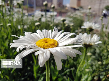 Le printemps dans les boulevards de Hamedan