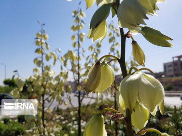 Le printemps dans les boulevards de Hamedan