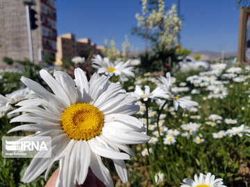 Le printemps dans les boulevards de Hamedan