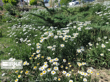 Le printemps dans les boulevards de Hamedan