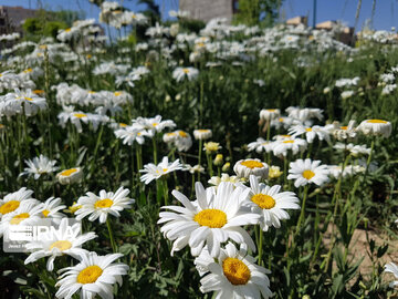 Le printemps dans les boulevards de Hamedan