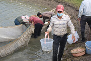 رودخانه‌های شیلاتی مازندران میزبان بچهه ماهی‌های سفید شدند