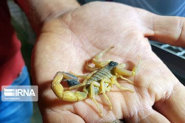 Ferme d'élevage de scorpions à Hamedan