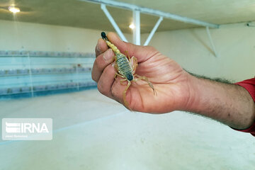 Ferme d'élevage de scorpions à Hamedan