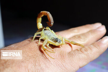 Ferme d'élevage de scorpions à Hamedan