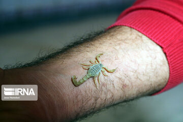 Ferme d'élevage de scorpions à Hamedan