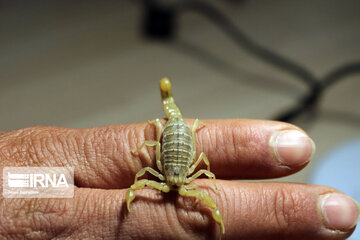 Ferme d'élevage de scorpions à Hamedan