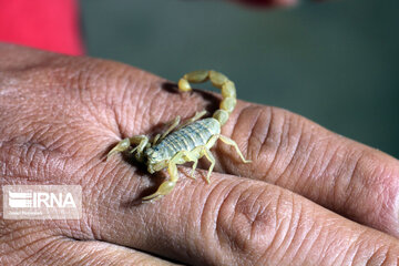 Ferme d'élevage de scorpions à Hamedan