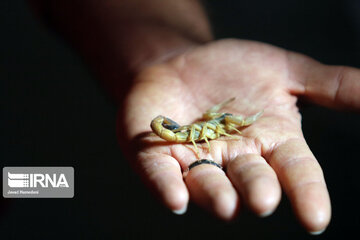 Ferme d'élevage de scorpions à Hamedan