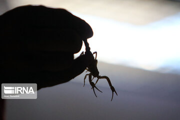 Ferme d'élevage de scorpions à Hamedan