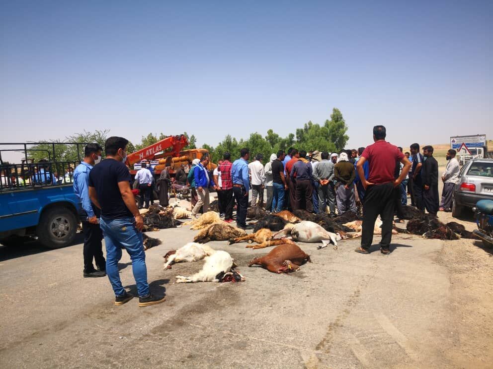 دامپزشکی خوزستان در باره تلف شدن دام ها در مسجدسلیمان تحقیق می‌کند